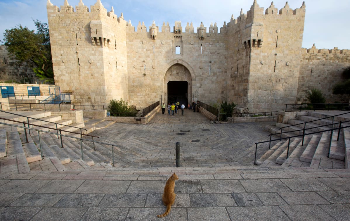 Kissa istumassa kadulla Jerusalemissa. Taustalla portti.