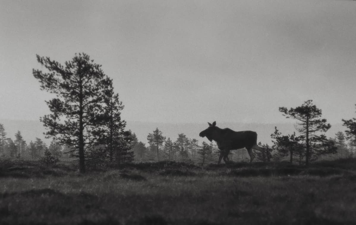 Hirvi ylittää suota.
