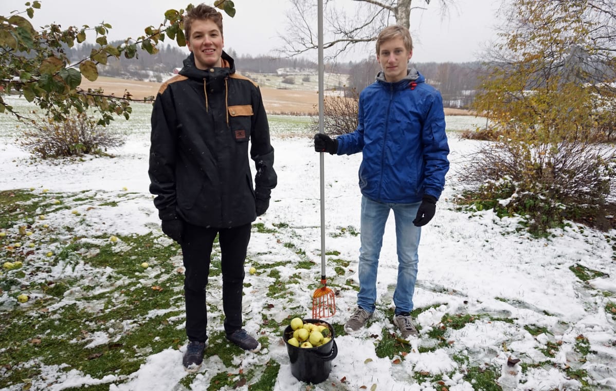 Onni, Arttu ja omenat