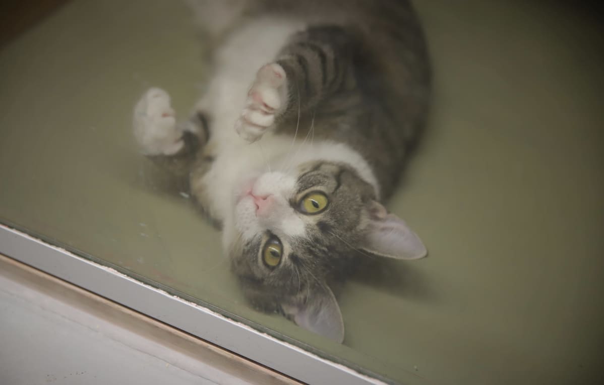 Kissa.