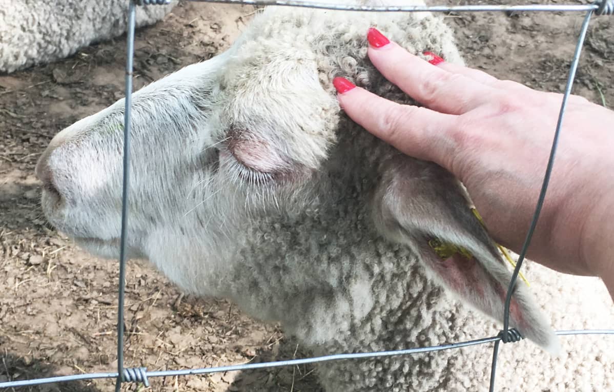 Nainen rapsuttaa lammasta