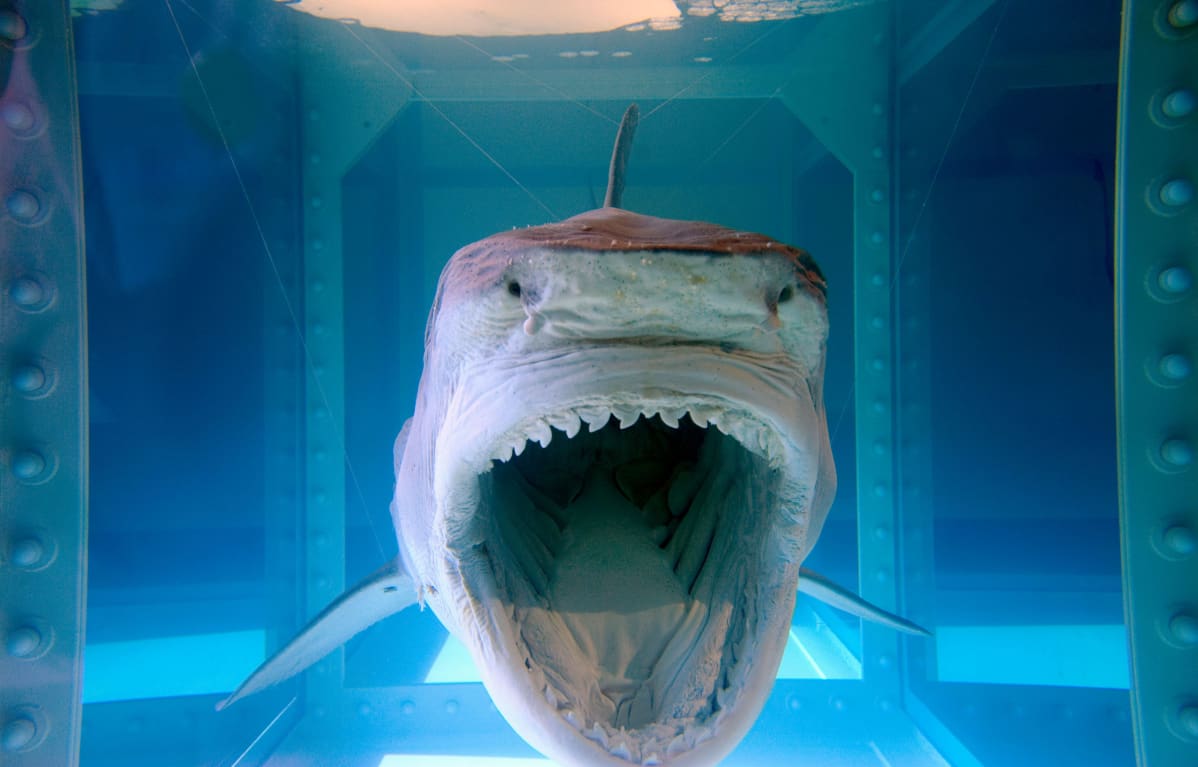 The Physical Impossibility of Death in the Mind of Someone Living, Damien Hirst, 1991