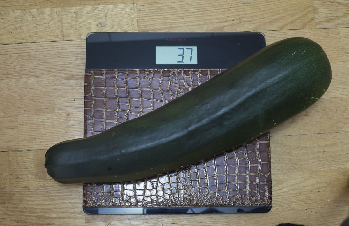 Tästä yhdestä kesäkurpitsasta saa tehtyä monta eri ruokalajia ja salattiinkin riittä vielä aineksia