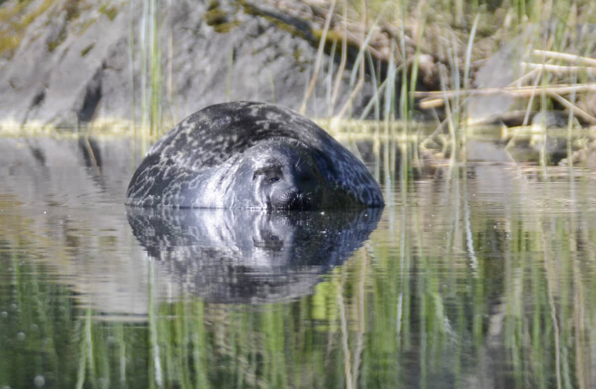 Viljo on tiettävästi suurin koskaan tavattu saimaannorppayksilö.