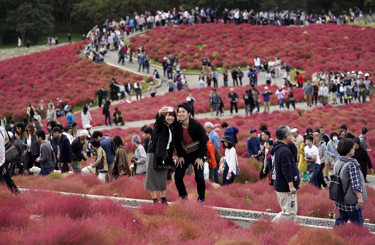 Ihmisiä ihastelemassa kesäsypressiniittyä Hitatchi Seaside Parkissa Hitachinakassa Japanissa.