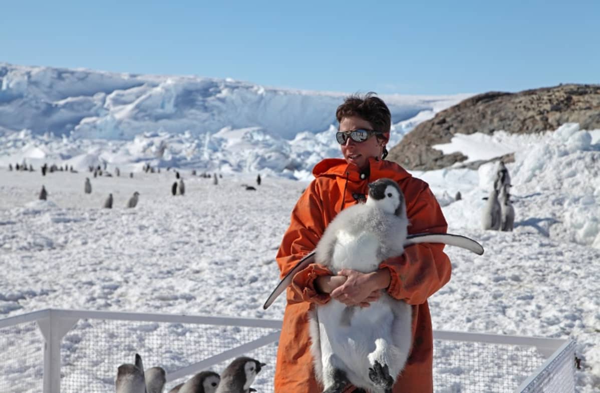 Pörröinen pingviini nuoren naisen sylissä jäisessä maisemassa. Nainen seisoo aitauksessa, jossa on muitakin poikasia, taustalla aikuisia pingviinejä.
