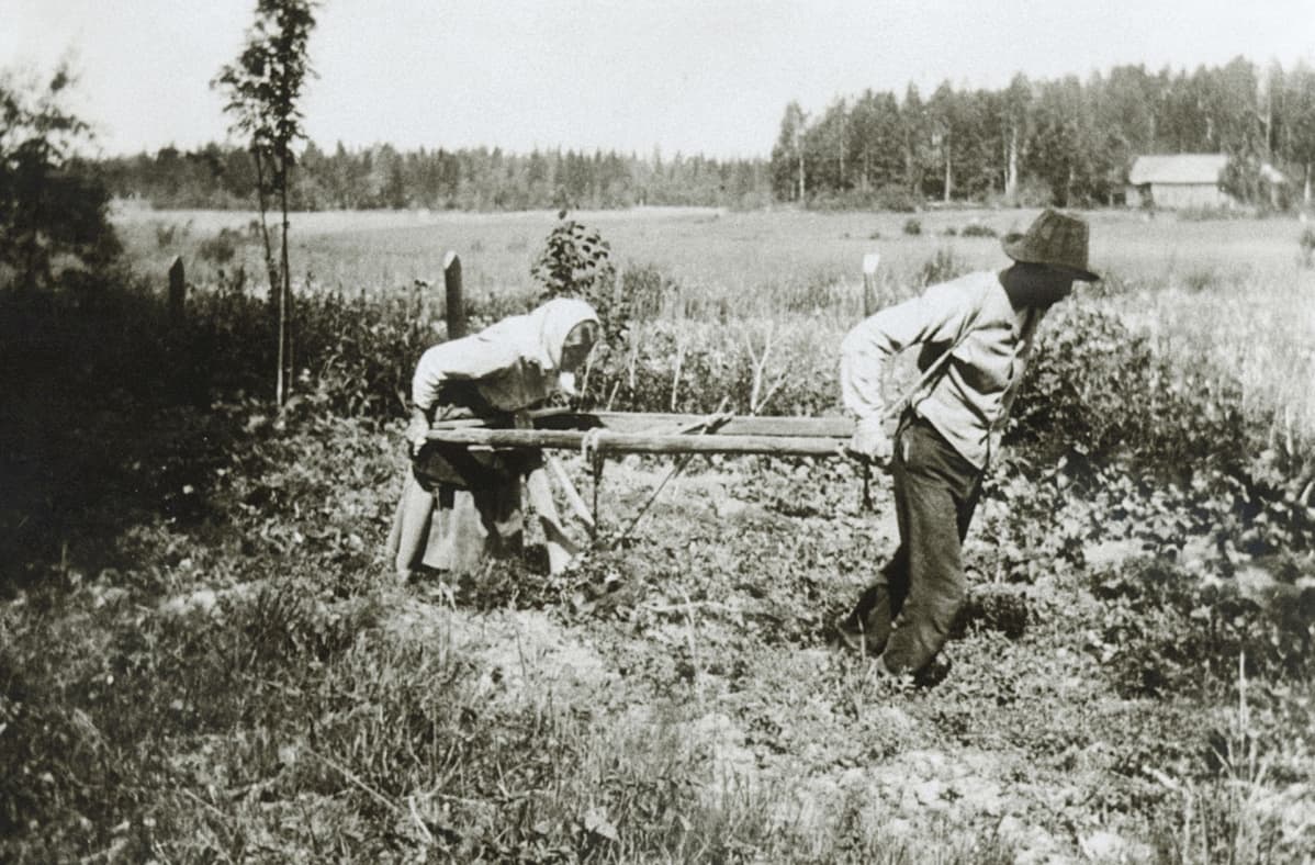 Nainen kyntää peltoa miehen vetämällä auralla.