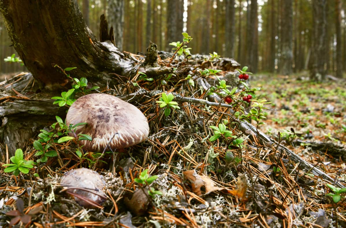 Matsutake kasvaa kuivilla kankailla