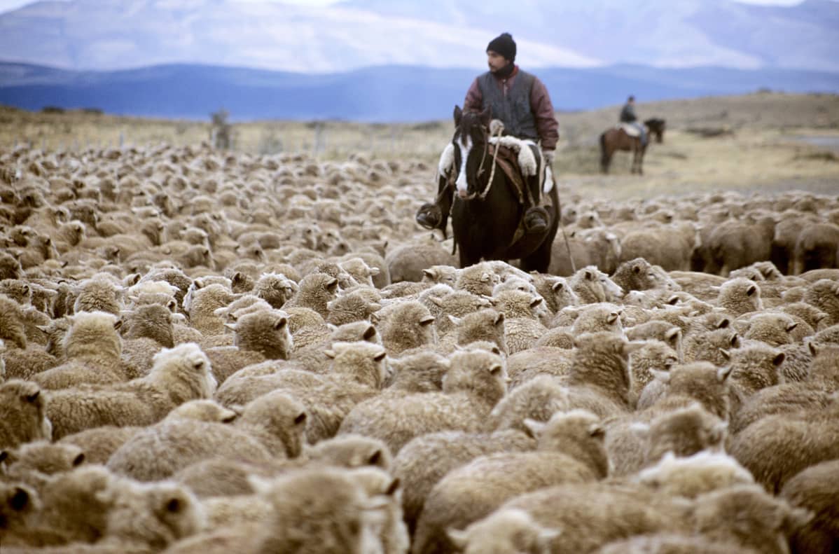 Lampaita Patagoniassa.