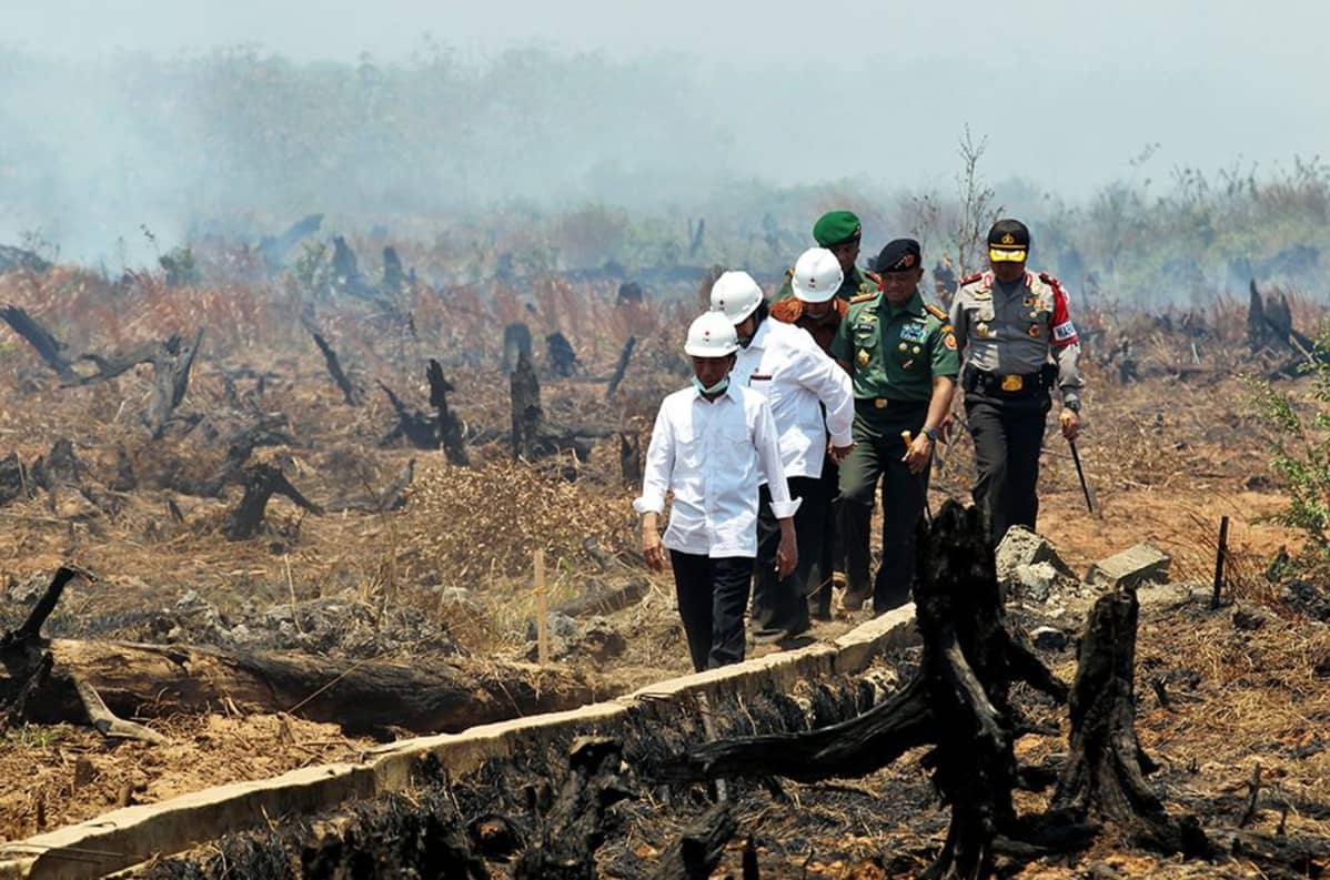 Indonesian poliitikkoja on syytetty tehottomuudesta ja laittoman kaskeamisen sallimisesta. Indonesian presidentti Joko Widodo tarkasti sammutustöiden edistymistä Banjarbarun kaupungin lähellä Borneon eteläosissa syyskuussa.