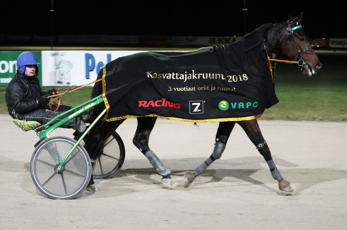 Graceful Swamp Toto76-raveissa Seinäjoella 1. joulukuuta 2018.