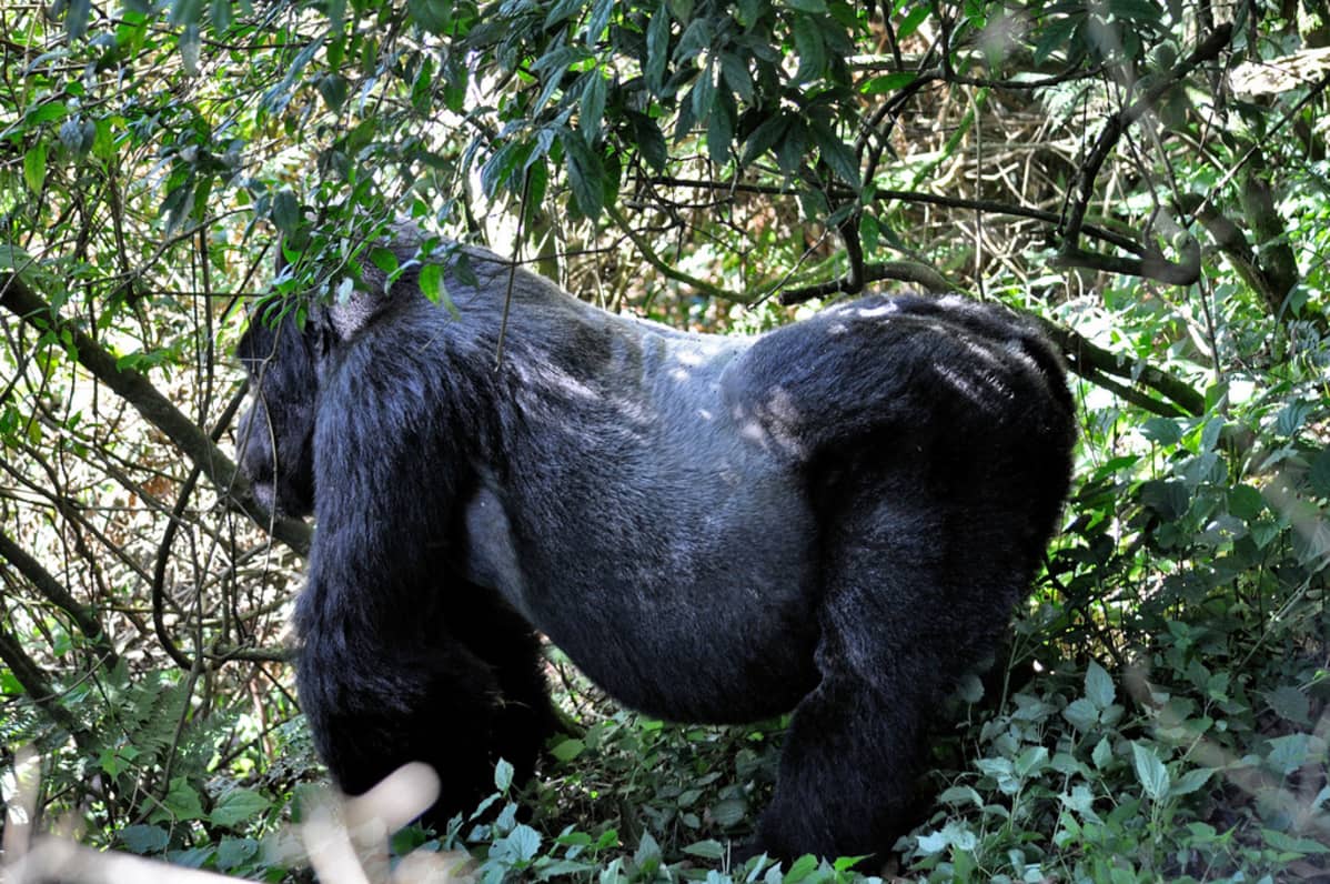 hopeaselkäinen gorilla