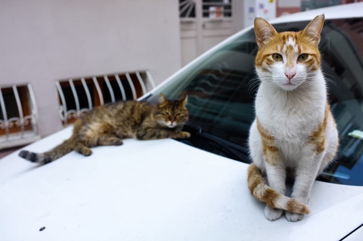 Kissat Istanbul