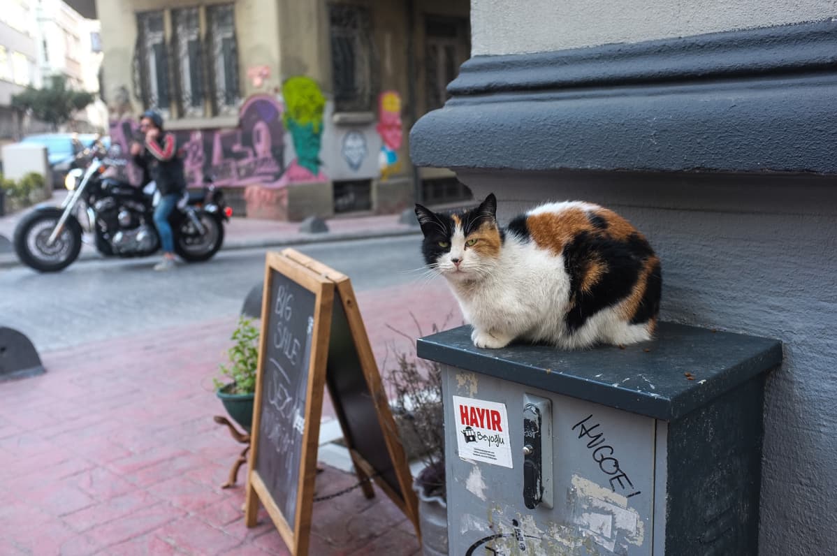 Kissat Istanbul