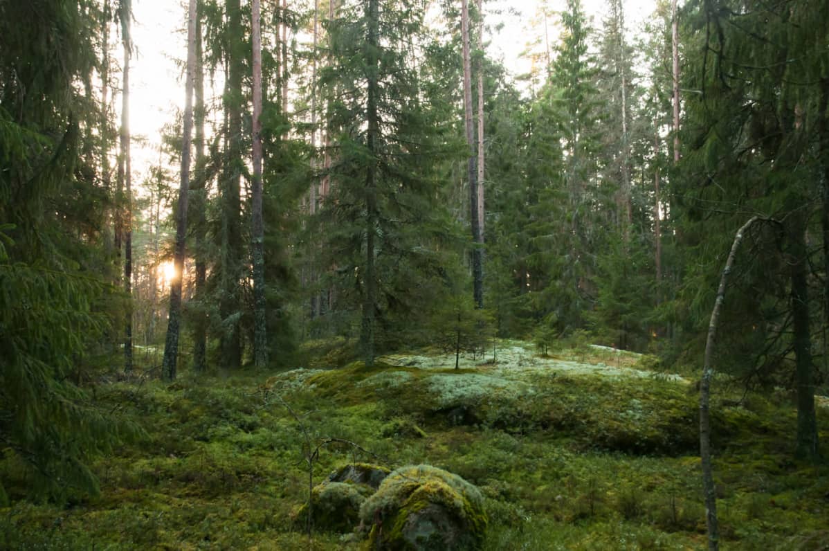 Metsäinen maisema.