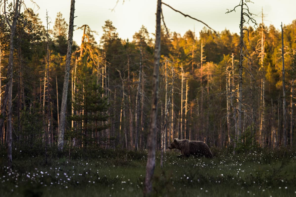 Karhu aamuöisessä erämaassa.
