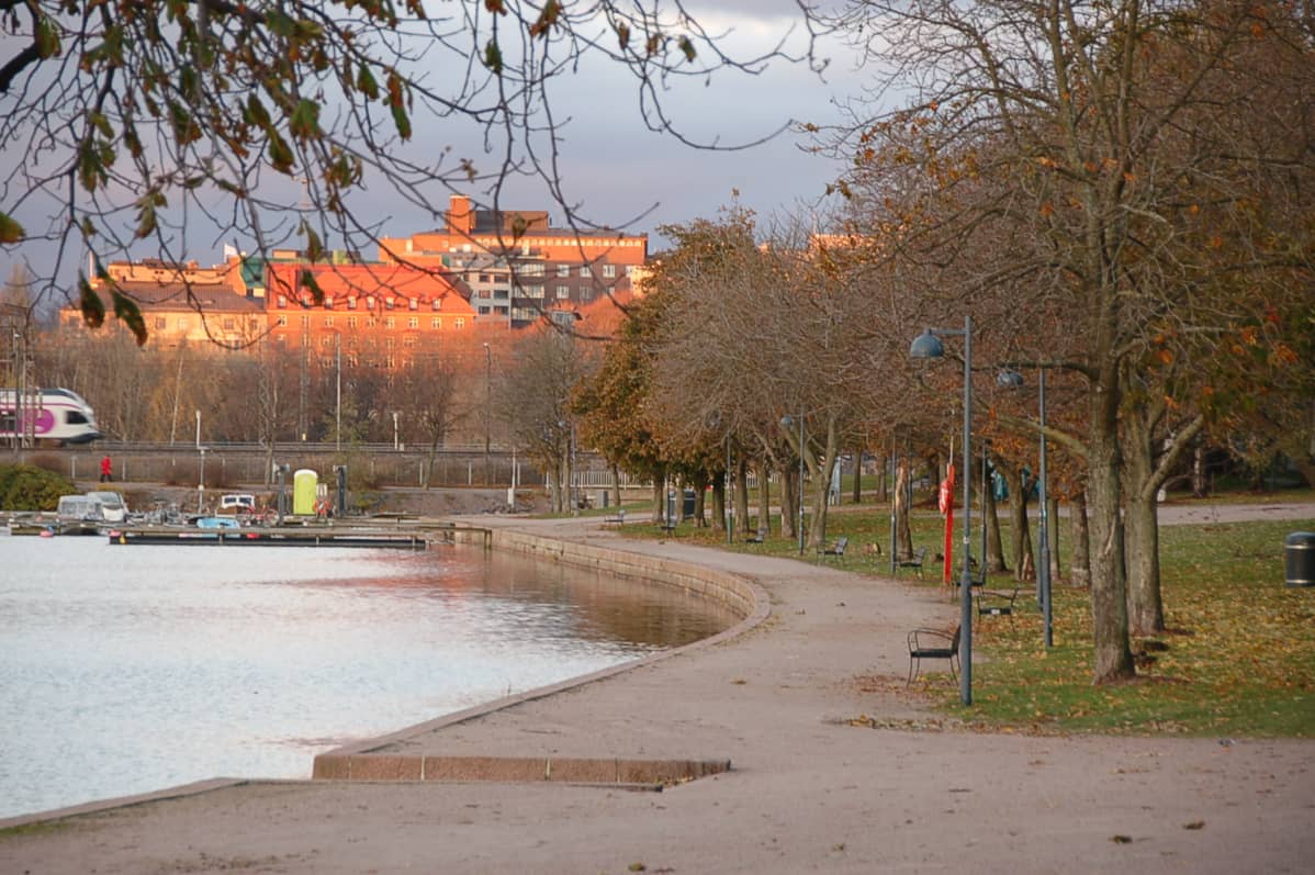 Helsingin Tokoinrannasta hevoskastanjat olivat paikoillaan vielä 2. marraskuuta.