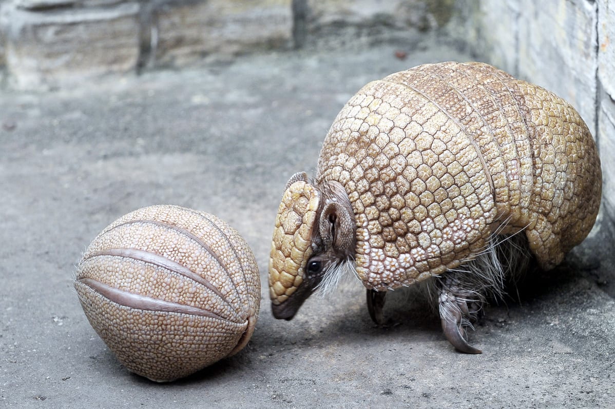 Neliviikkoinen armadillon poikanen palloksi rullautuneena emonsa edessä. Armadillot voivat puolustautuessaan rullata itsensä siilien tapaan palloksi.