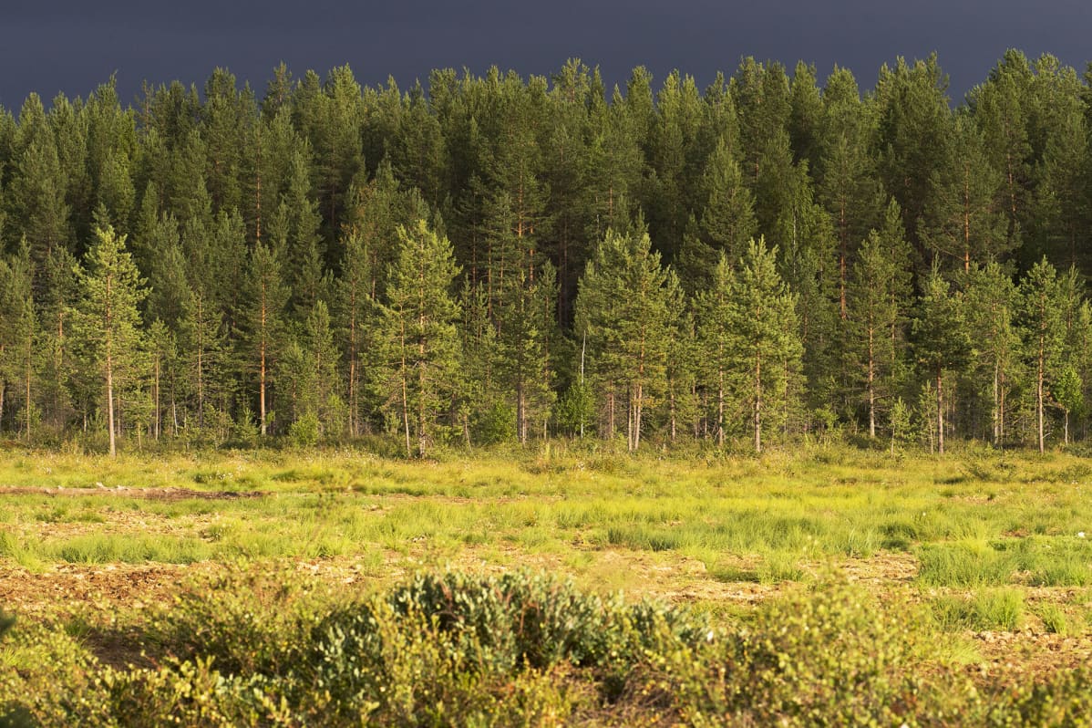 Metsä