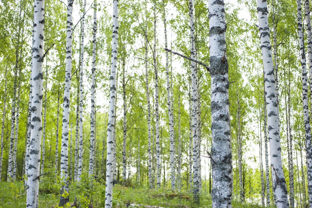 Alkukesän koivumetsää. Kaavilainen Veijo Tirkkonen on harventanut tätä koivumetsää kerran 40 vuoden aikana.