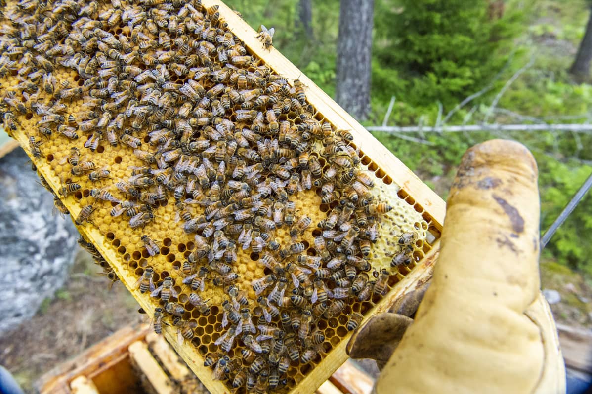 Pesäkenno lähemmässä tarkastelussa.