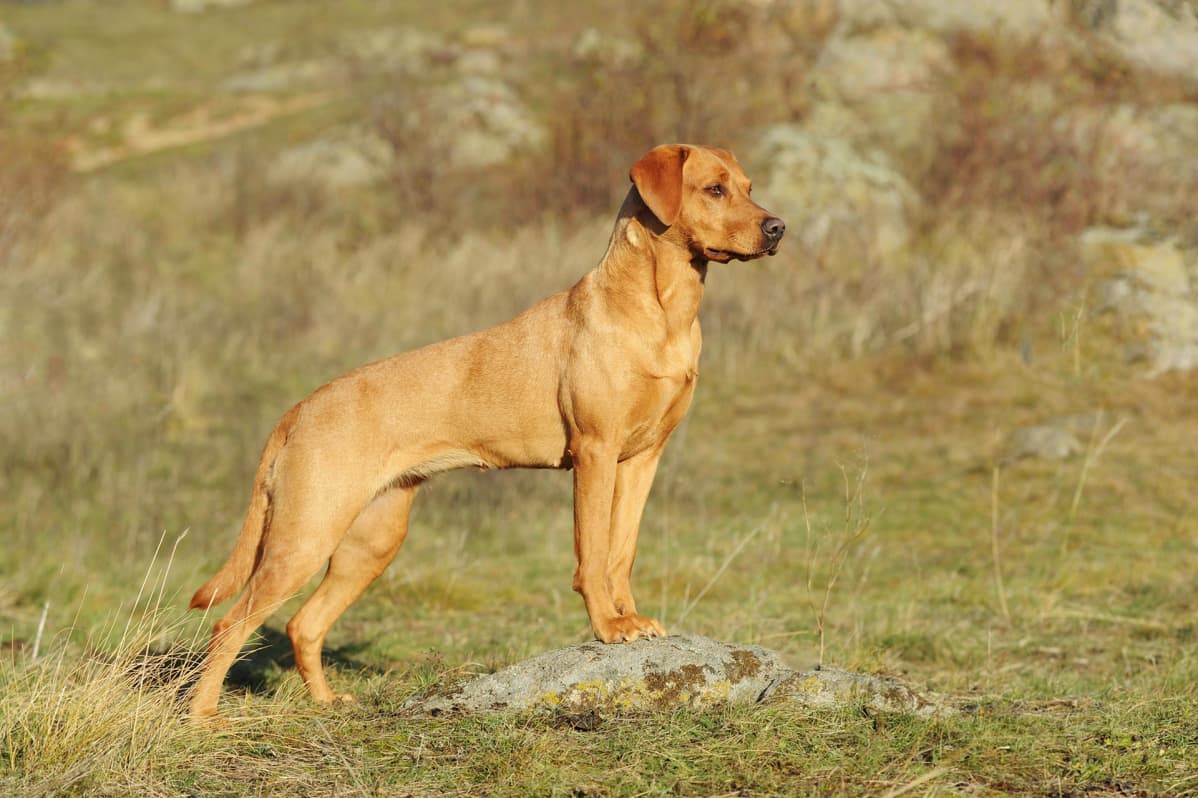 Labradorinnoutaja