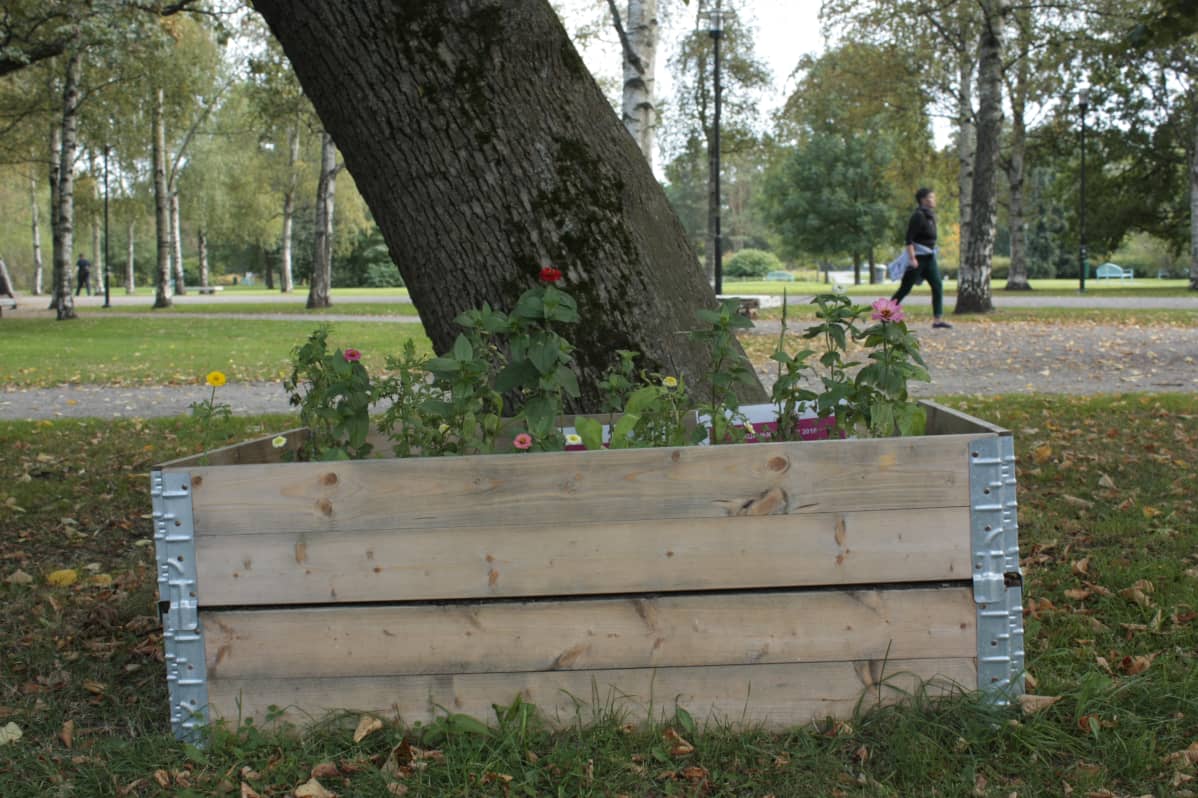 Viljelylaatikko keskellä puistoa.