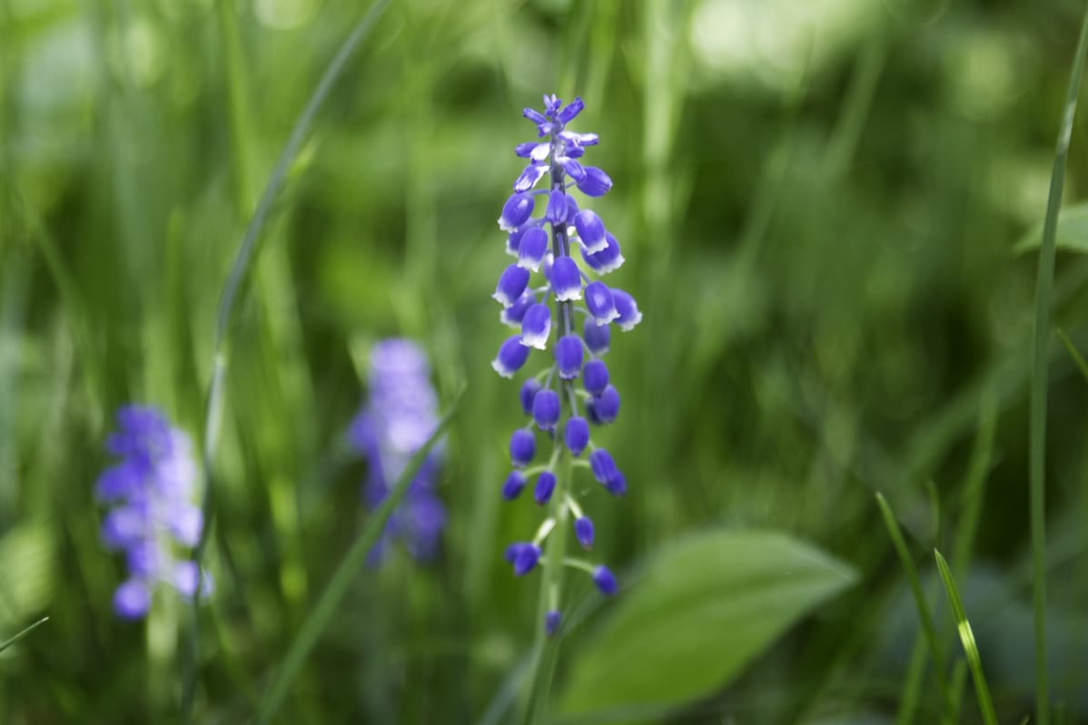 Helmisinililja.