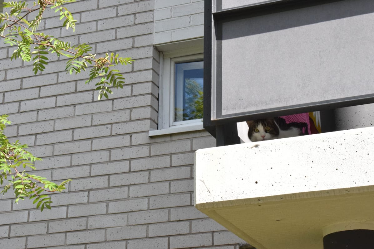 Lemmikkikissa turvakodin asunnon parvekkeella Porissa.
