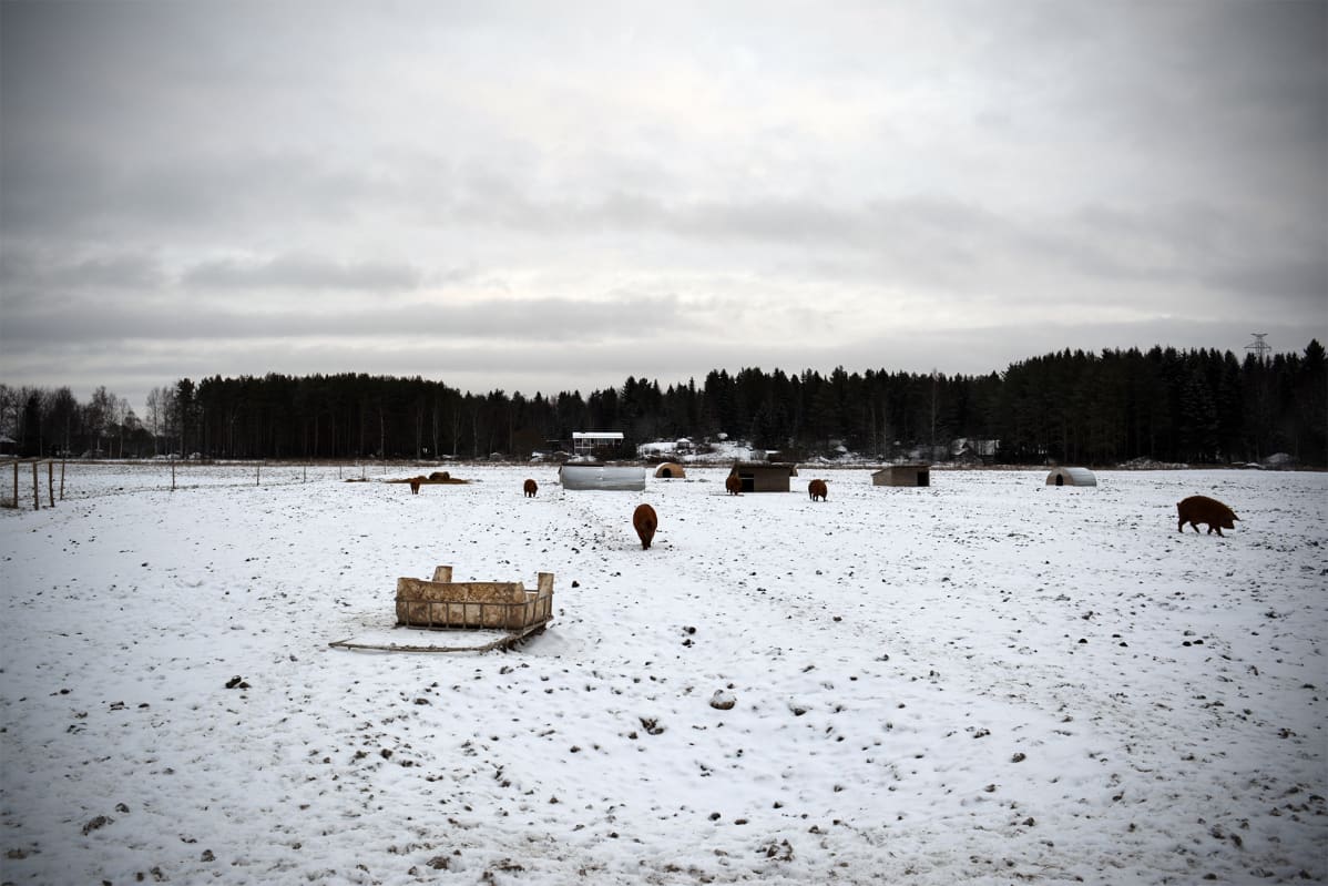 Joutsin tilalla villasioilla on runsaasti tilaa laiduntaa ympäri vuoden.