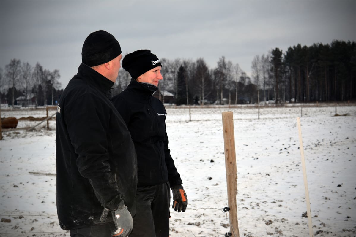 Mustasaarelaiset maatalousyrittäjät Taru ja Joakim Joutsi aloittivat villasikojen kasvatuksen vuonna 2015.