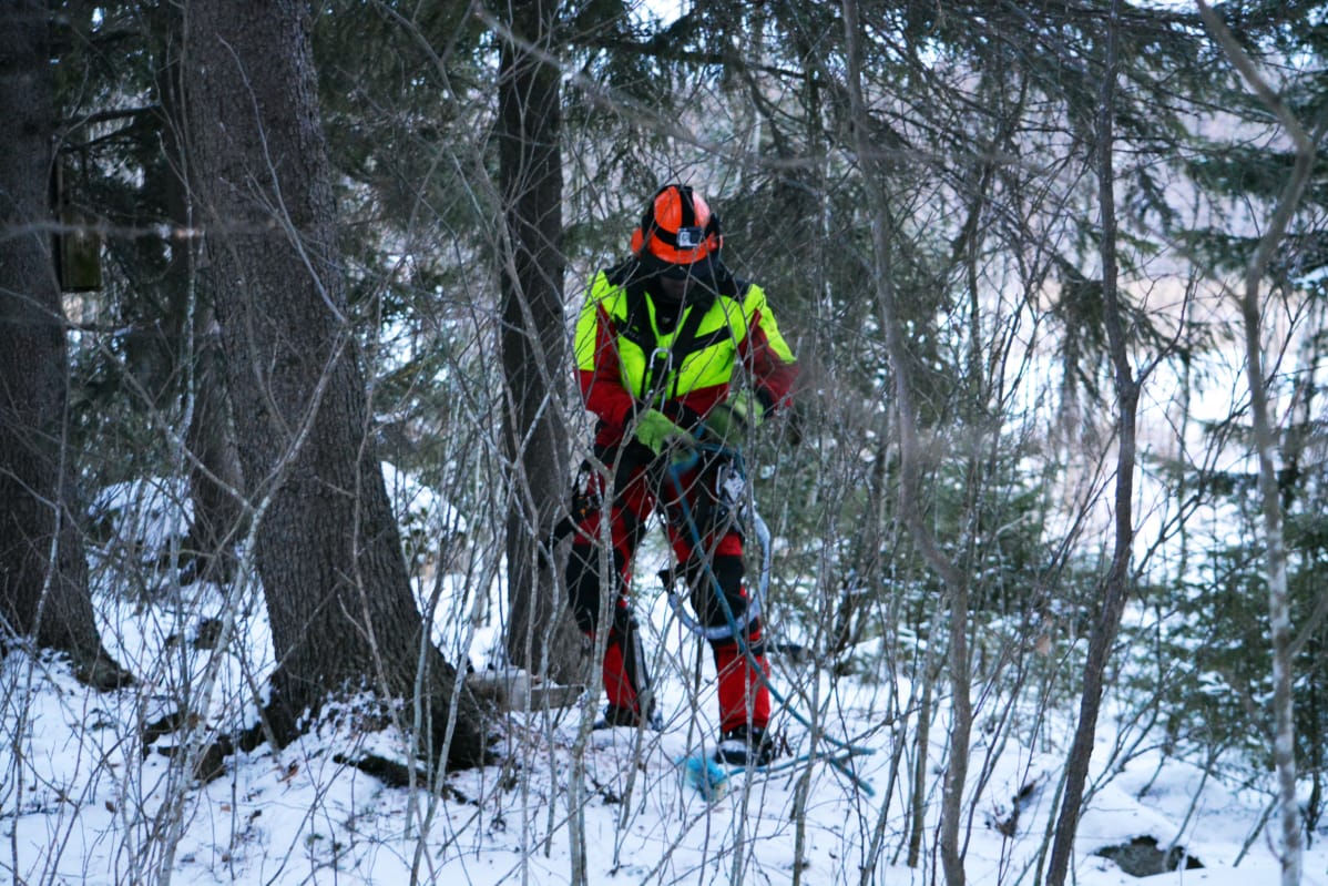 Kim Sorvari tarkastaa varusteiden kuntoa, ennen kuin aloittaa kiipeämään jäistä puunrunkoa pitkin.