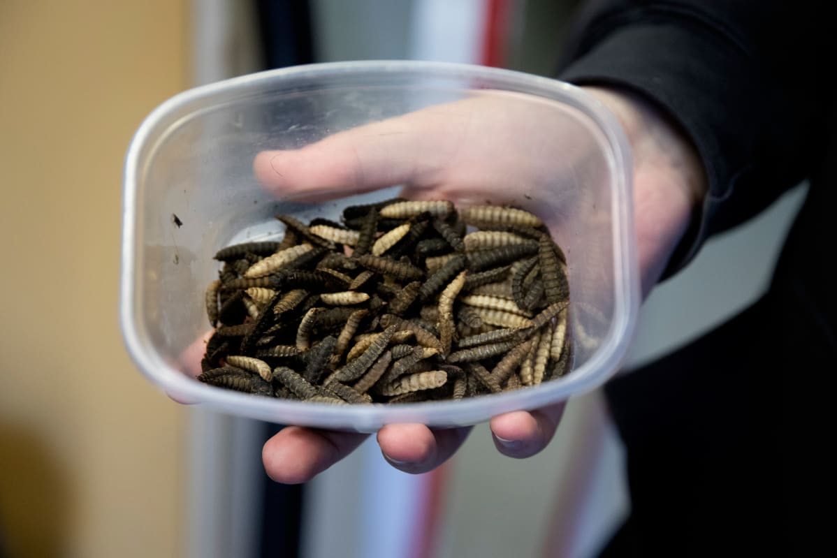 Koteloituvia mustasoturikärpäsen toukkia muovirasiassa.