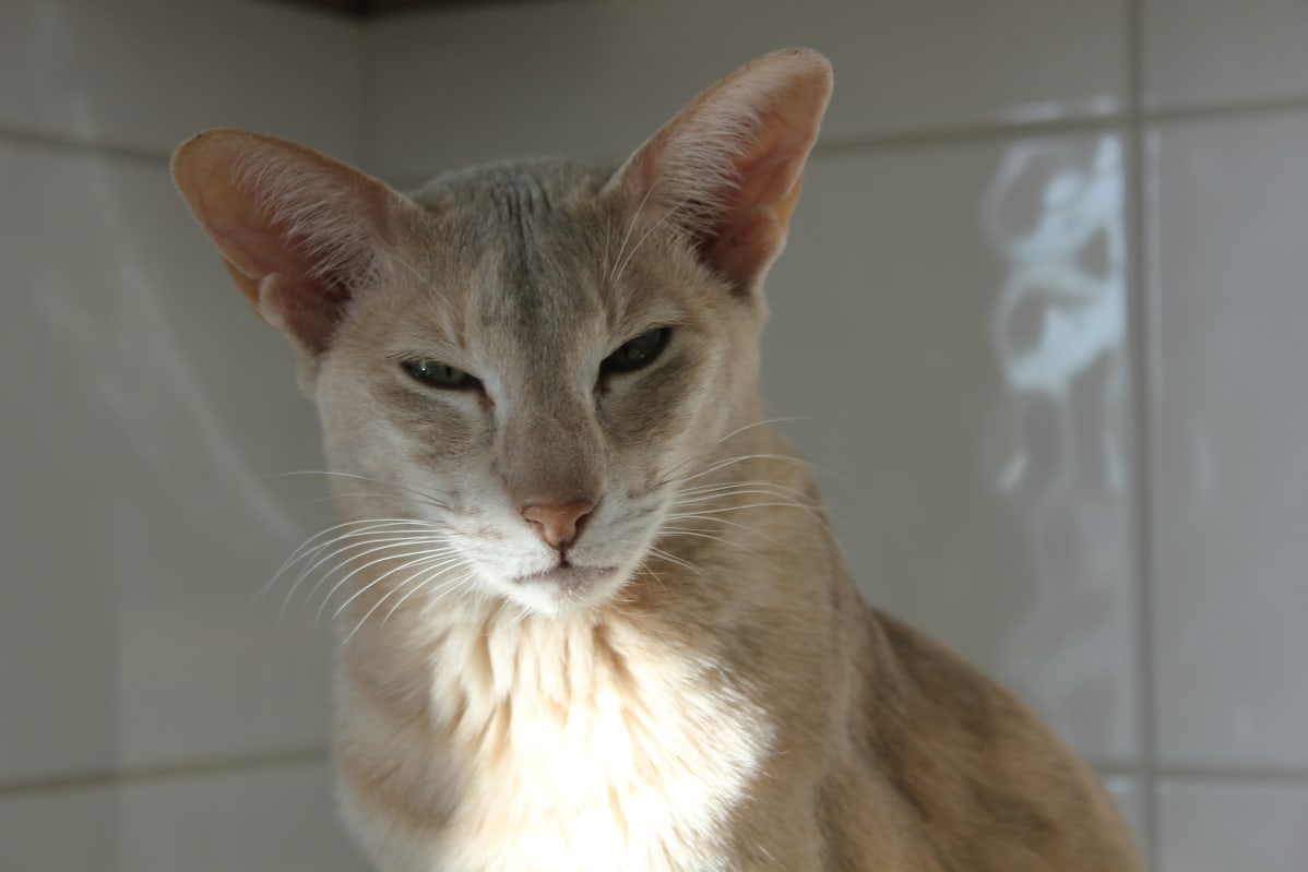 kissa