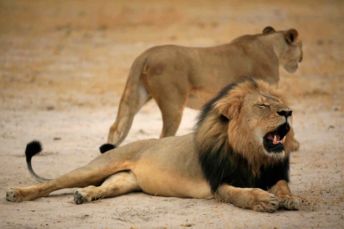 Yhdysvaltalaisen metsästäjän uskotaan ampuneen 13-vuotiaan zimbabwelaisen Cecil-leijonan laittomasti.
