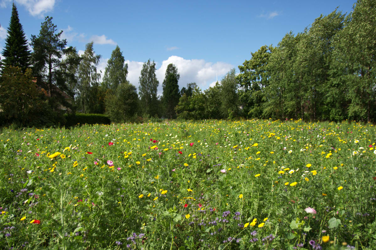Ryydynpohjan maisemaniitty Tampere