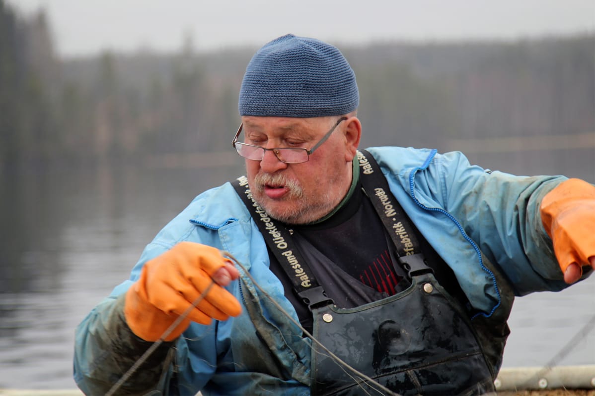 Kalastaja Pauli Koski nostaa verkkoja Näsijärvellä