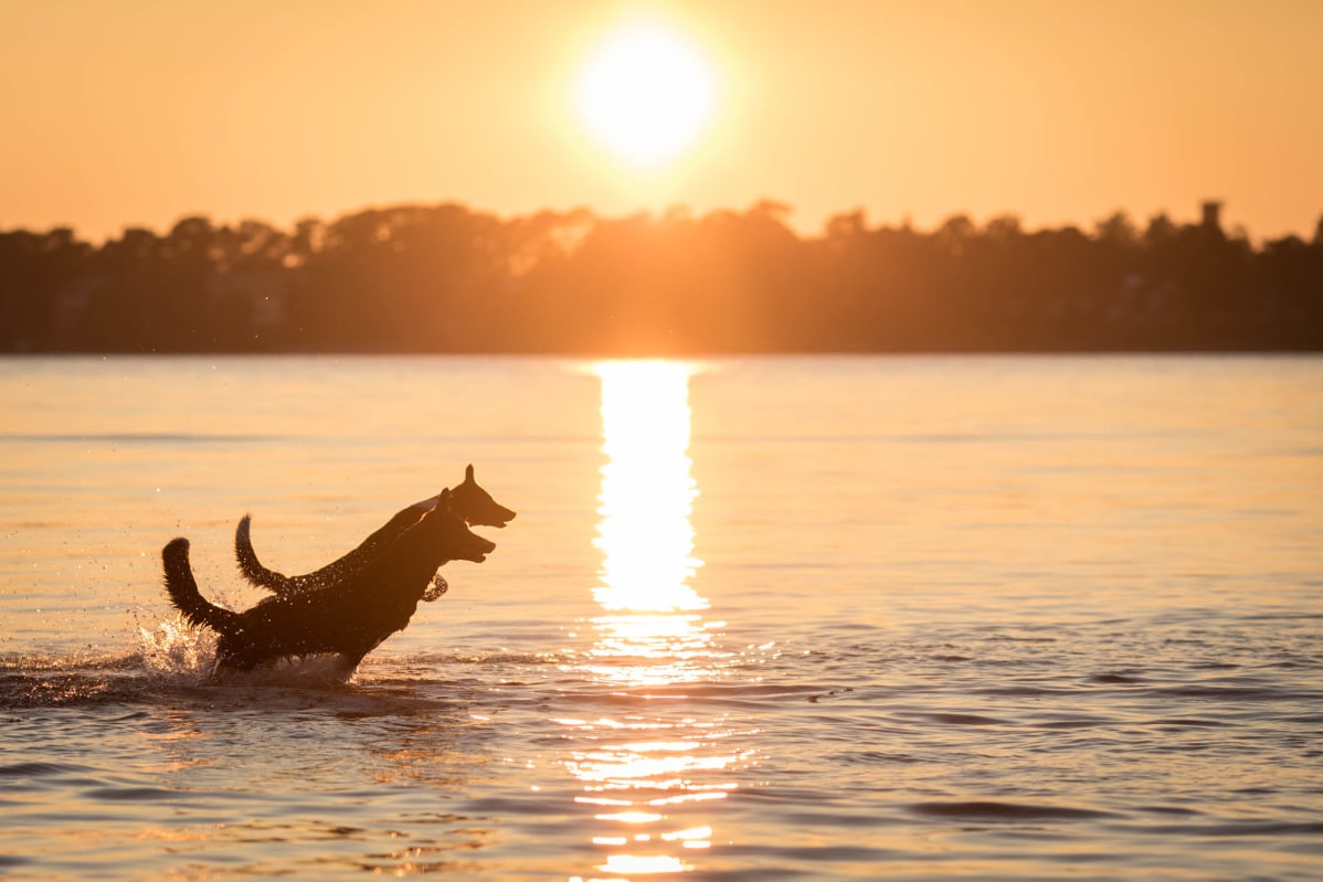 Tanjan koirat auringonlaskussa.