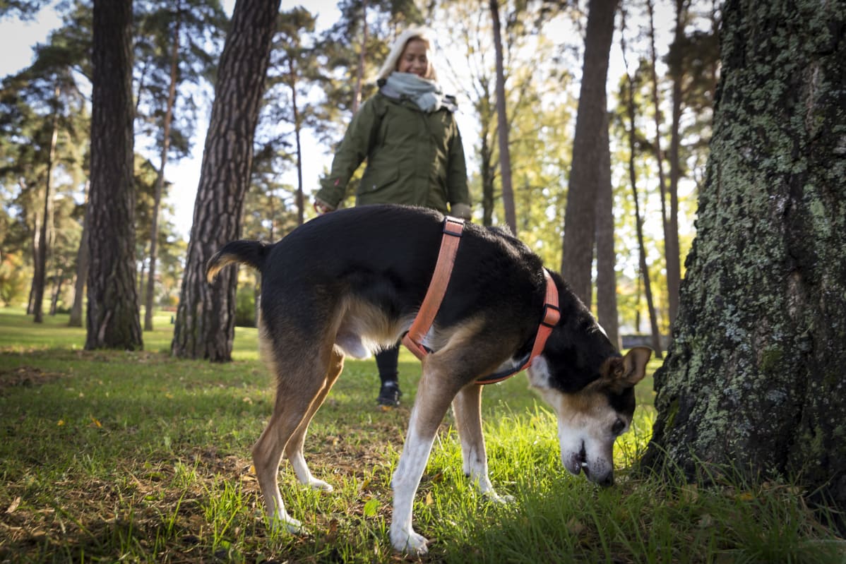 Inka ikonen kavelee Ukko koiransa kanssa