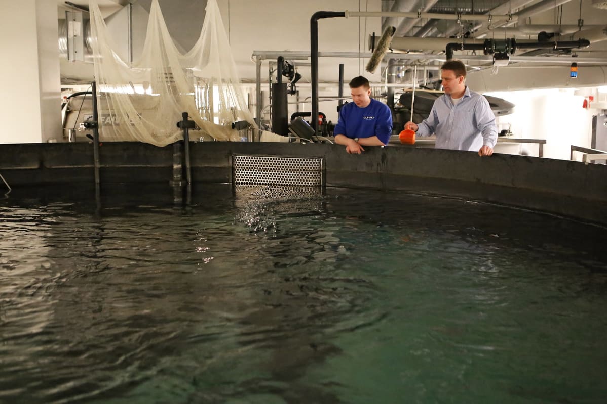 ankeriasmonnit, Pasi Korvonen, Clewer Aquaculture, Jonni Virtanen