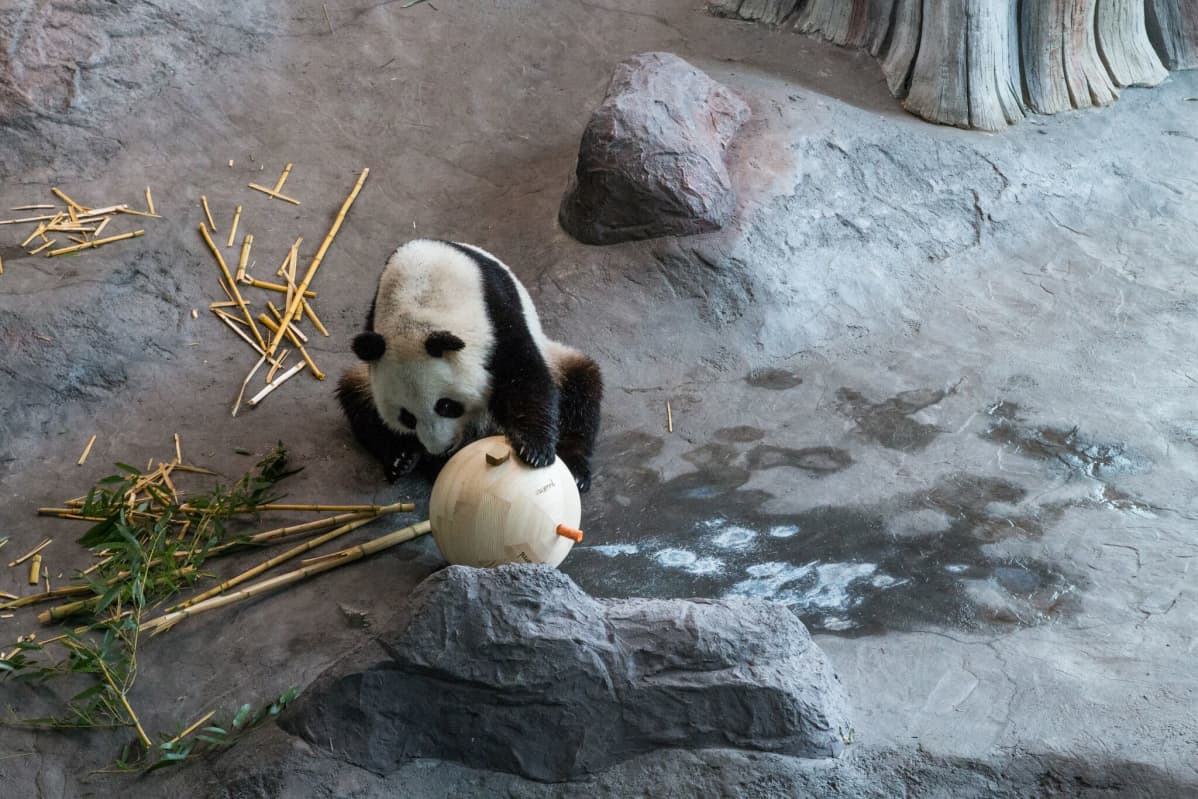 Lumi tutkimassa pandapalloon porattuihin koloihin kätkettyjä leluja.