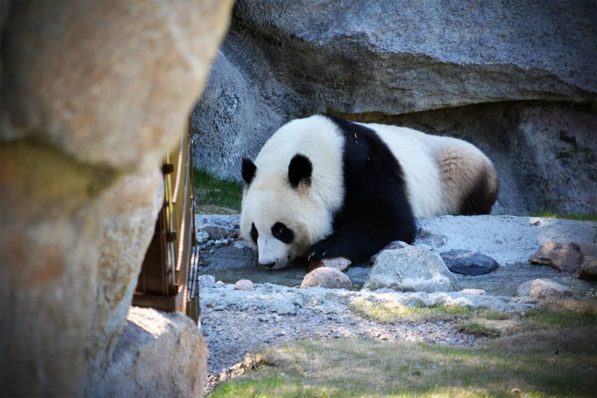 Lumi-panda alkamassa päiväunille Ähtärin eläinpuistossa.