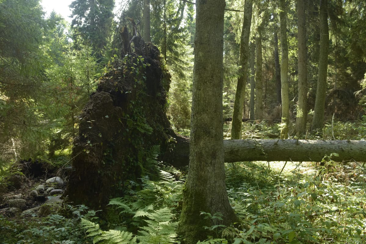 Jos kaipaat metsään, mene Aegnan saarelle.