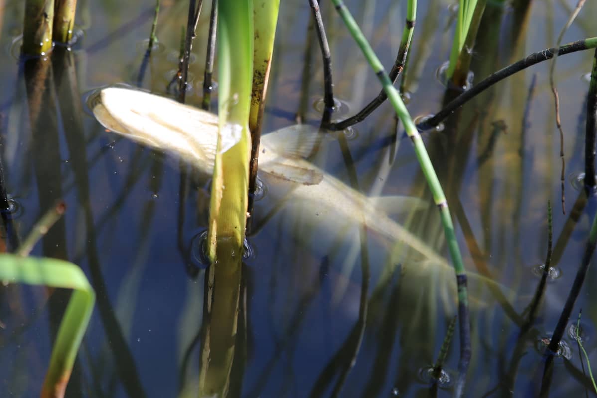Hapen puutteeseen kuollut hauki Vihdin Enäjärvellä.
