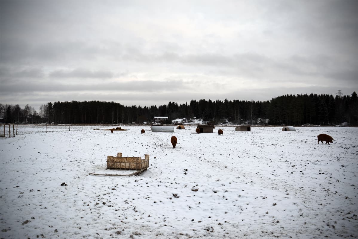Joutsin tilalla villasioilla on runsaasti tilaa laiduntaa ympäri vuoden.