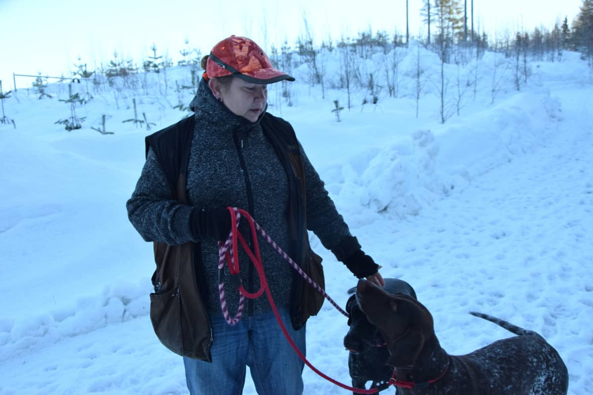 Nainen katsoo kahta metsästyskoiraa lippalakki päässään.