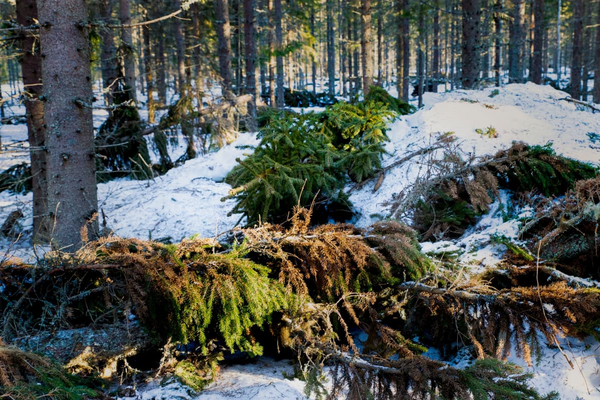 Katkenneita oksia metsässä.