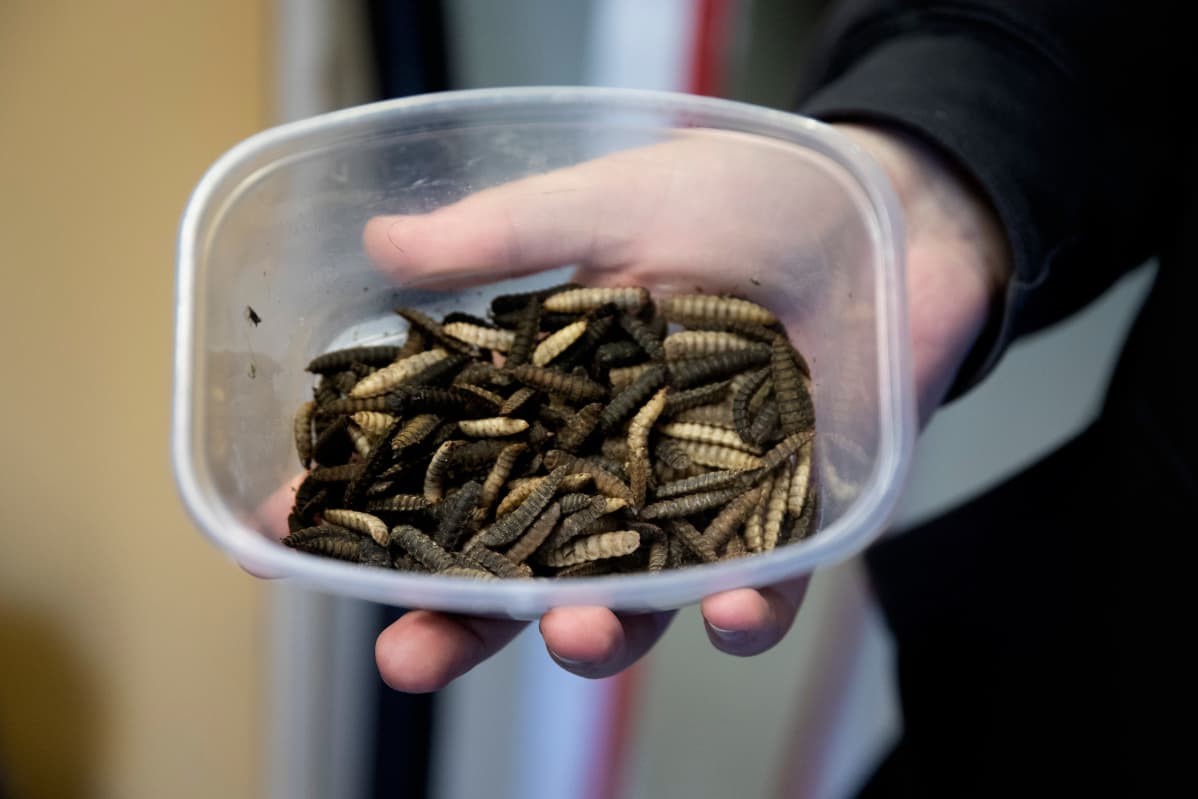 Koteloituvia mustasoturikärpäsen toukkia muovirasiassa.