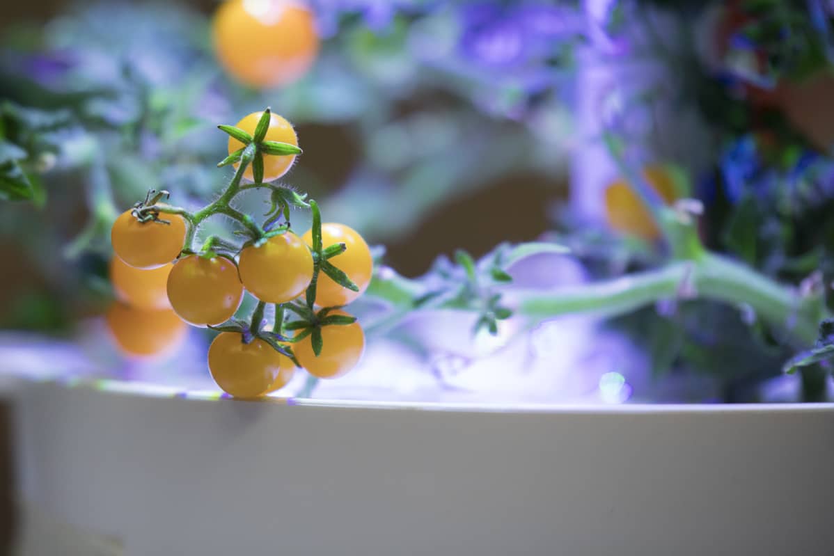 Plantuin älypuutarha