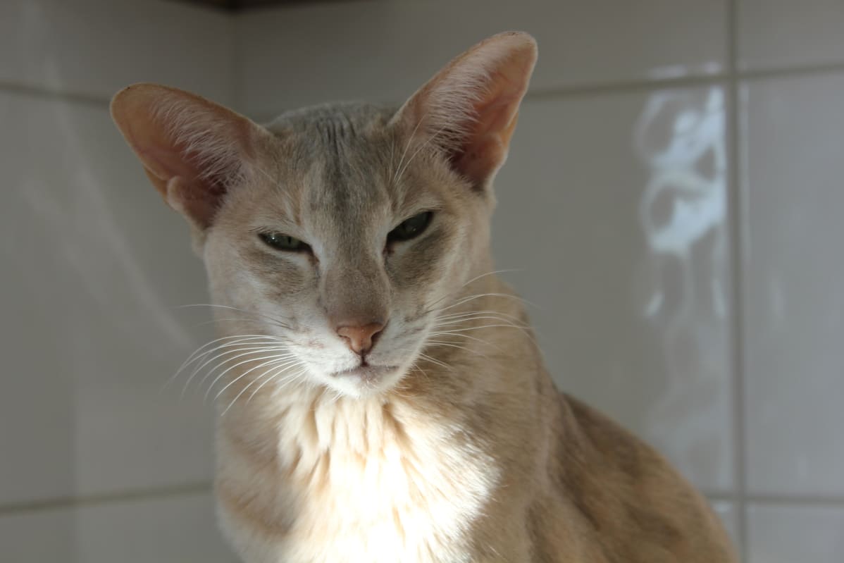 kissa